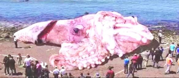 Mostro marino